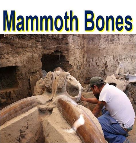 Mammoth bones discovered near Mexico City during drains installation ...