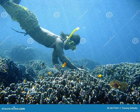 Coral reef snorkeling stock image. Image of anemone, discovery - 2677341