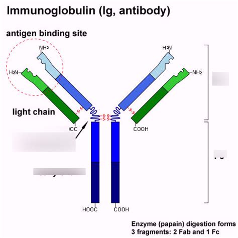 Antigen-Antibody Reactions Diagram | Quizlet