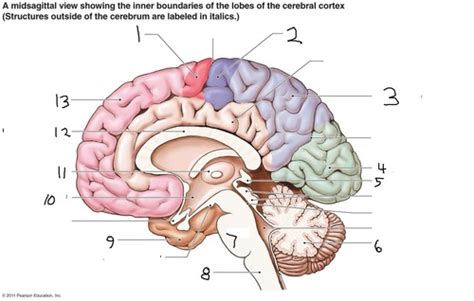 Anatomy Brain Quiz - Anatomical Charts & Posters