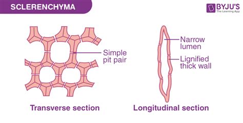 Sclerenchyma - NEET Biology Notes