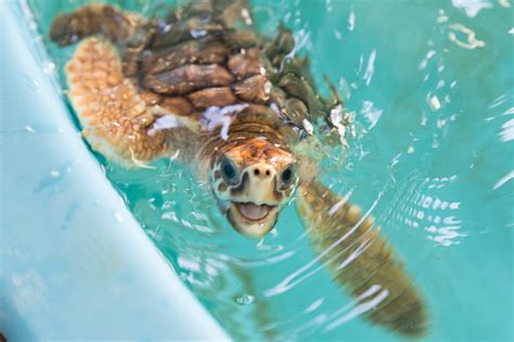 Georgia Sea Turtle Center • Jekyll Island, Georgia • Vacation ...