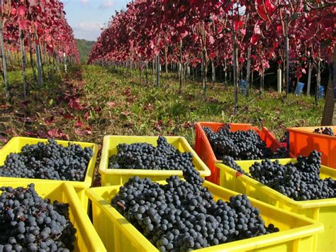 Grape harvest stock image. Image of vineyard, wine, vines - 19030491