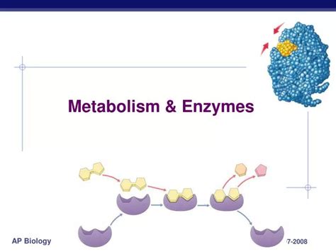 PPT - Metabolism & Enzymes PowerPoint Presentation, free download - ID ...