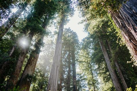 The Absolute Best Hiking Trails In Redwood National Park