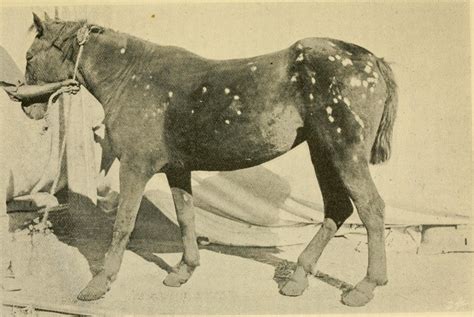 Ringworm Treatment for Horses – The Critter Depot