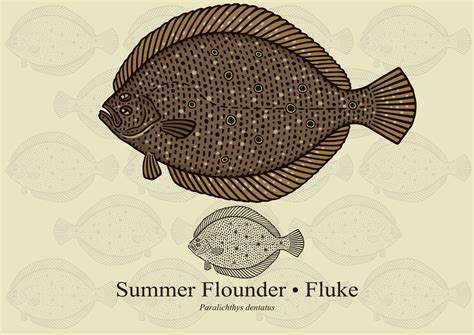 Summer Flounder Facts & Information Guide - American Oceans