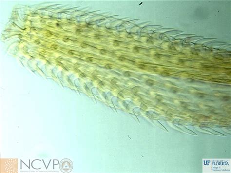 NCVP - National Center for Veterinary Parasitology - Acanthocephala