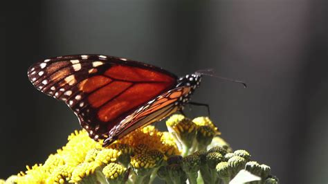 The monarch butterfly sanctuary in mexico 21751026 Stock Video at Vecteezy