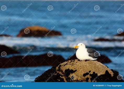 Seagull Sitting on a Beach Rock by the Ocean at Sunrise. Stock Image ...