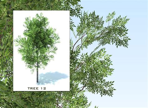 SKETCHUP 3D TREES COLLECTION 2 - by Sketchup Texture - #59 ...