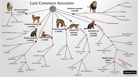 cat family tree, felidae family tree, phylogeny and evolution of cats ...