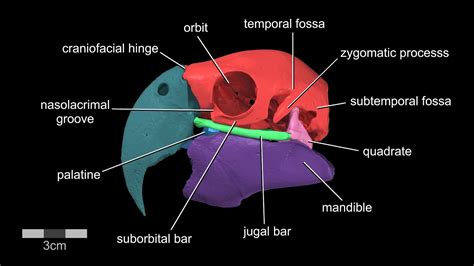 Back Of Skull Anatomy Labeled : Skull Lateral View Labelled - Medical ...