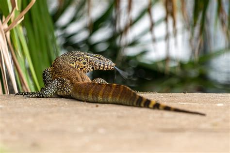 Nile Monitor Lizard · Free Stock Photo