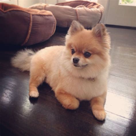 22 best Pomeranian haircut images on Pinterest | Pomeranians ...