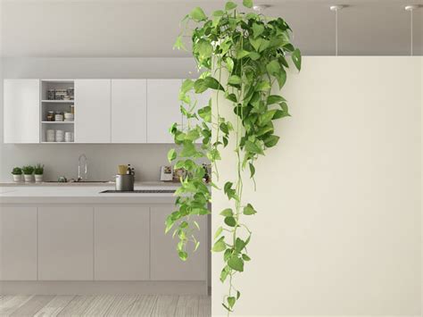 Indoor Climbing Plants - How To Grow Climbing Houseplants