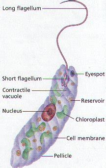 Euglenozoa - microbewiki