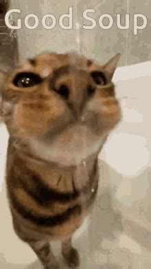 Cat Eating Soup GIF - Cat Eating Soup - Discover & Share GIFs