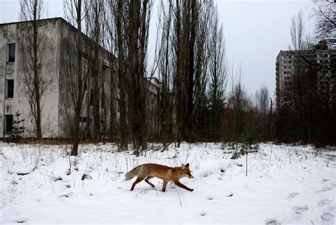 The Chernobyl Disaster May Have Also Built a Paradise | WIRED