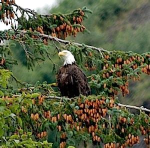 Wildlife In Glacier Bay National Park And Preserve