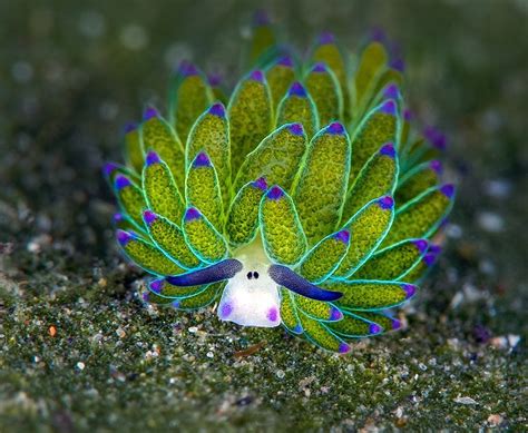 The leaf sheep sea... - Ocean Conservation Research - OCR