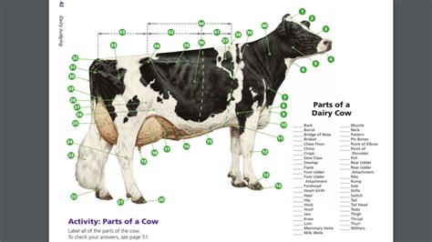 The Dairy Industry #5: COW External Anatomy (AEST Ag Systems) Diagram ...