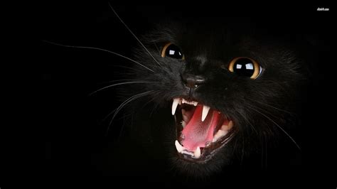 Wallpapers Black Cat - Wallpaper Cave