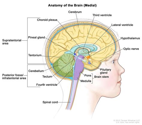 Understanding Pediatric Brain and Spinal Cord Tumors | Doernbecher ...