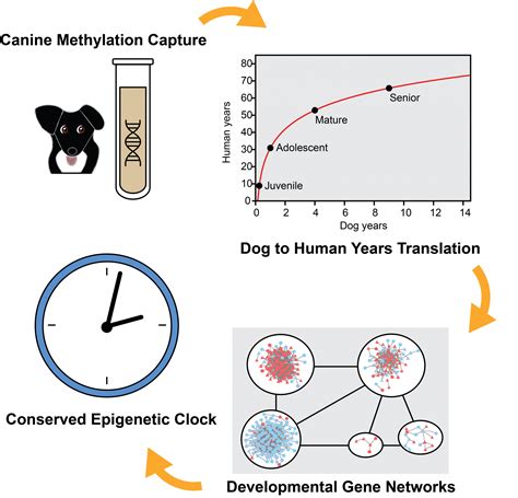 Epigenetic aging – UC San Diego – Ideker Lab