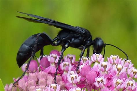 Great Black Digger Wasp (A guide to the Ants, Bees, Wasps and Sawflies ...