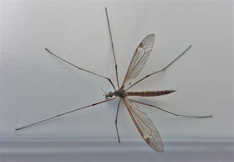 Crane Fly vs Mosquitoes: What Is The Difference? | Lookout Pest Control