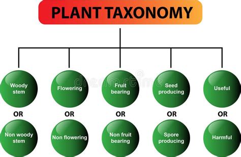 Plant taxonomy diagram - vector. Clear diagram of the plant taxonomy ...