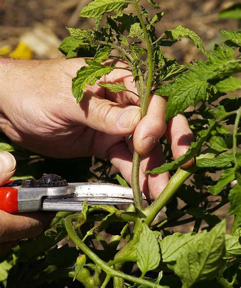 Tomato Suckers: How and When to Prune ⋆ Big Blog Of Gardening