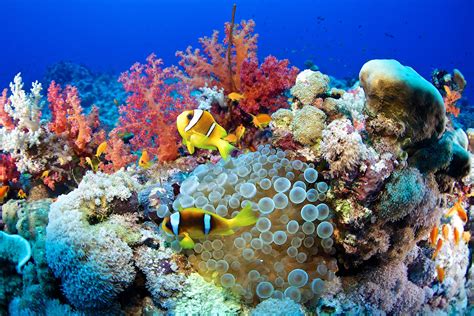 Coral reefs are home to some of the most diverse and beautiful ...