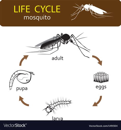 Life cycle of mosquito vector by watcharapon - Image #1491504 - VectorStock