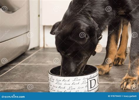 German Shepherd Puppy Eating Dog Food from a Silver Dog Bowl in the ...