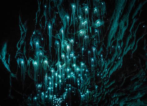 Magical New Zealand cave is illuminated by luminescent glowworms ...