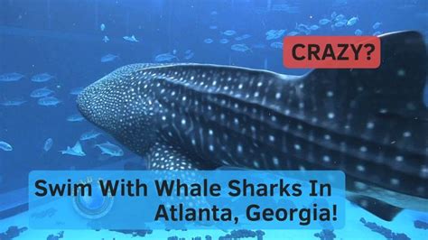 Swim With Whale Sharks Georgia Aquarium ATLANTA HD | Georgia aquarium ...