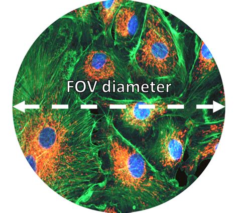 Maximizing Microscope Field of View With Scientific Cameras