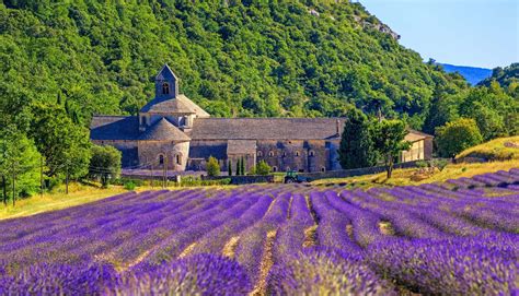 Visiting The Provence Lavender Fields In France | Rough Guides