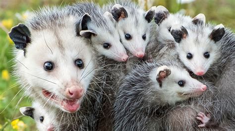 The Science Behind Why Opossums Play Dead