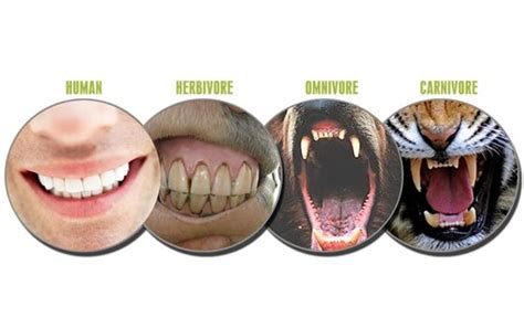 Carnivore vs. Herbivore: What Difference Does It Make? - Pet Nutrition ...