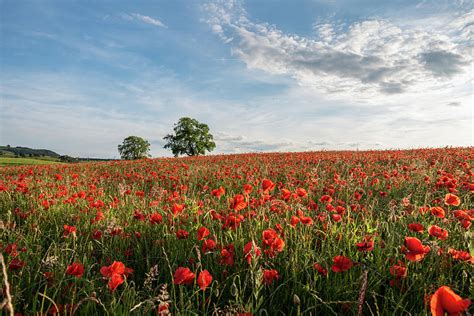 A red poppy field at sunset in the Peak District National Park, #4 ...