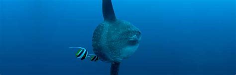 Ocean Sunfish - Animal Facts and Information