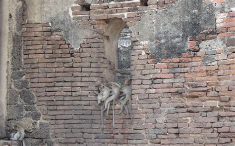 Lopburi Monkey Temple Thailand - Getb the most out of your Visit