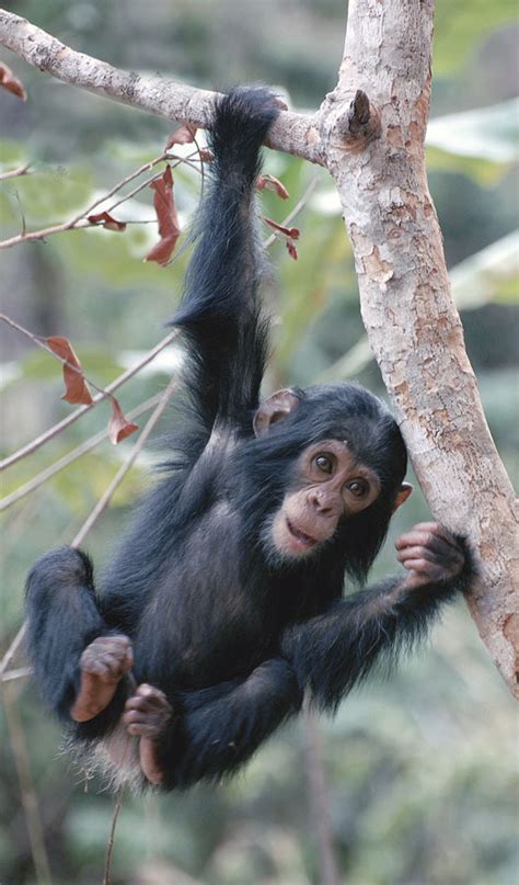 Geodesign Restores Chimpanzee Habitats in Tanzania