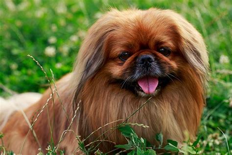 Pekingese: 10 Fun Facts About This Ancient Chinese Dog Breed