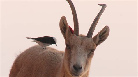 The Wildlife of the Friendly Negev Desert - Photo Travel