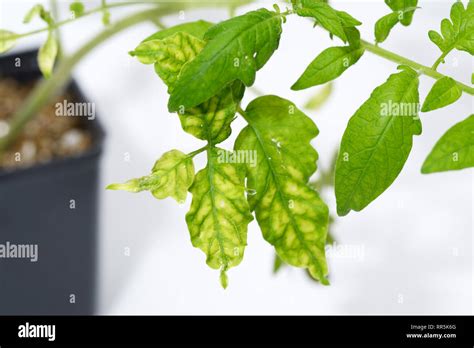 Tobacco Mosaic Virus Symptoms