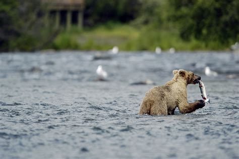 Alaska, Bear Heaven | Alaskan Fishing Blog | AK Fish Tips ...